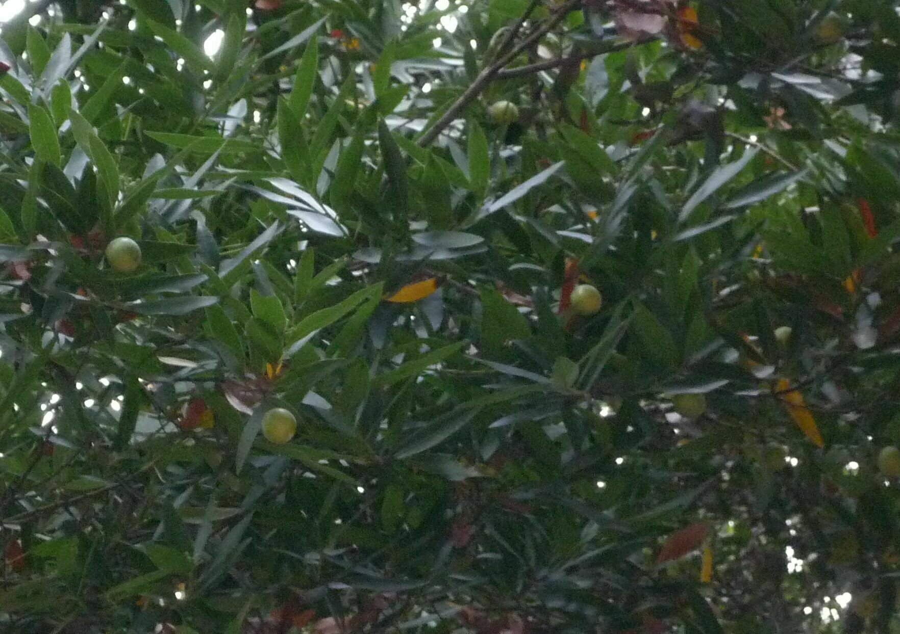 High Resolution Umbellularia californica Leaf